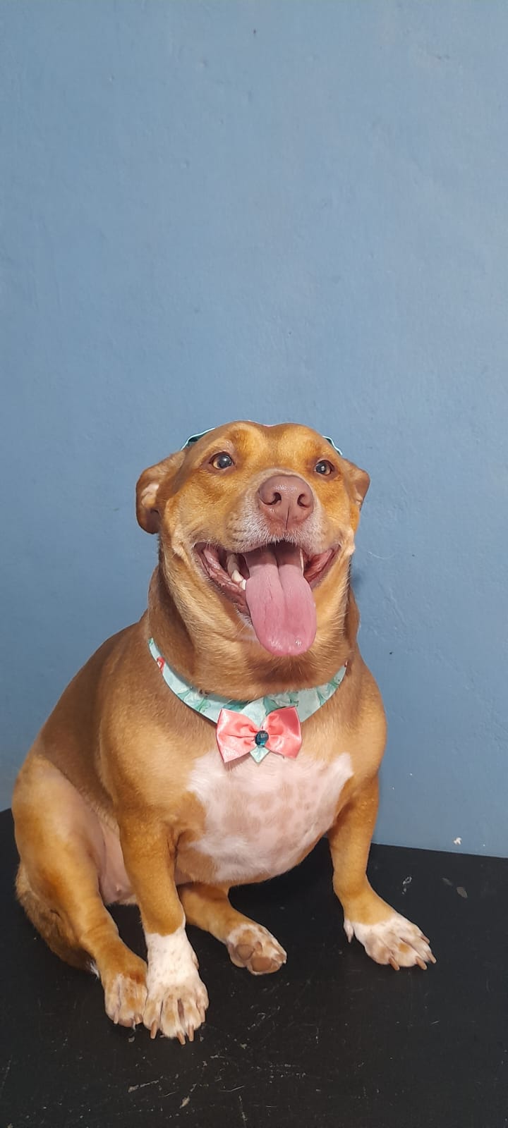 Pet feliz 1